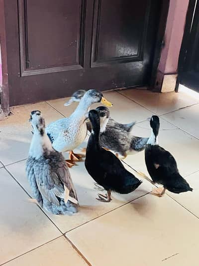 Duck Pair with 4 ducklings of age 1month for sale