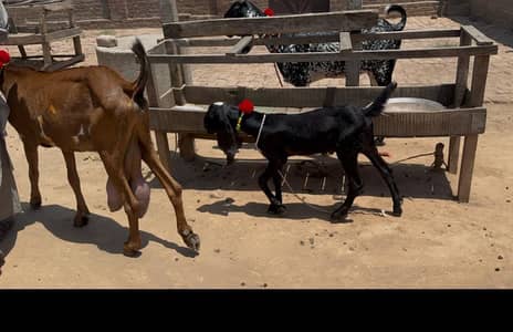 nagri with one male