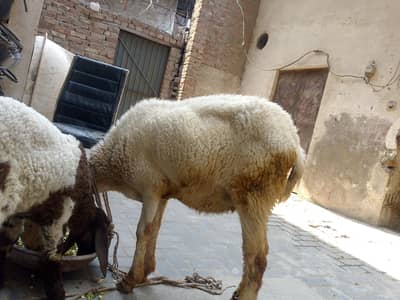 1 sheep and 1 baby sheep