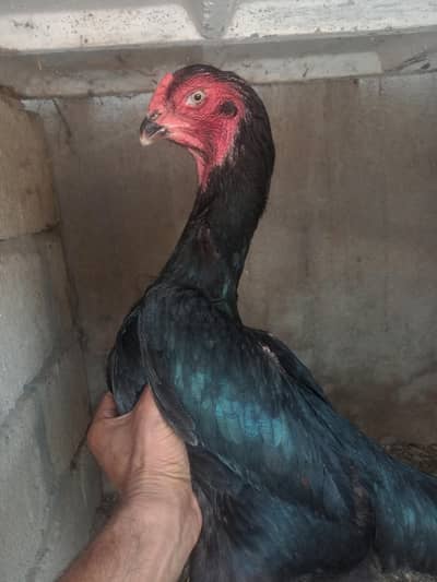 Shamo aseel