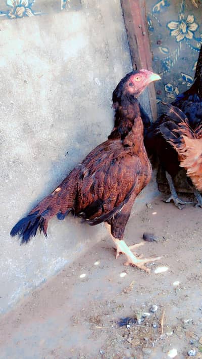 5 Aseel hens urgent sale