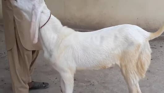 Bakra For Sale call _ _____03134947622