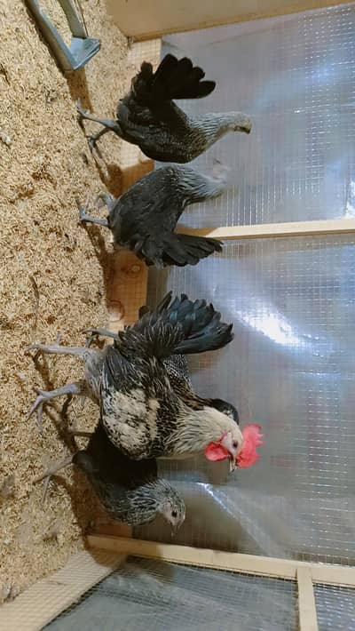 Golden Misri Hen | Silver Misri Hen | White Buff Chicks | Desi Chicks