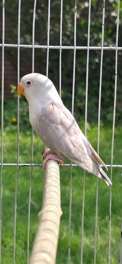 love bird