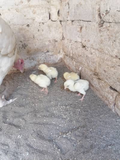 Heera madi sath 4 chicks