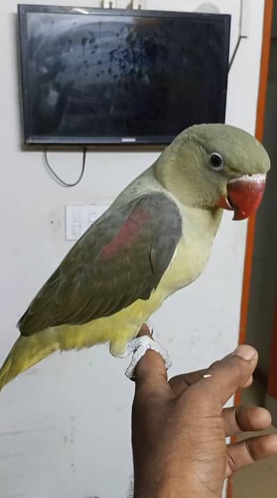 olive raw self kashmiri Pahari male parrot
