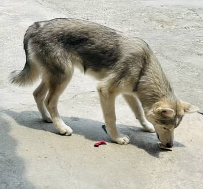 Siberian husky pair , 3 months , white female , black male .
