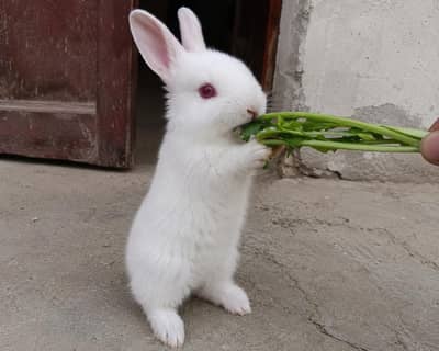 Cute Baby Rabbits for Sale