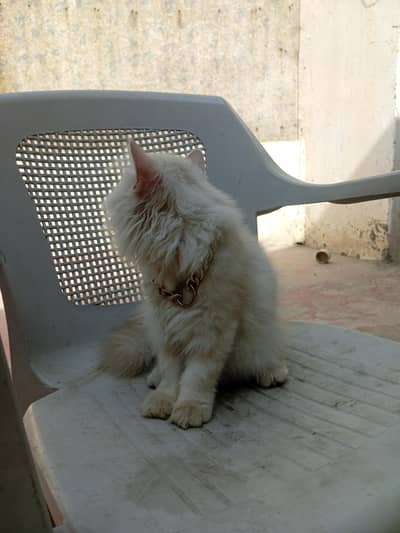 Persian male triple coated Punch face