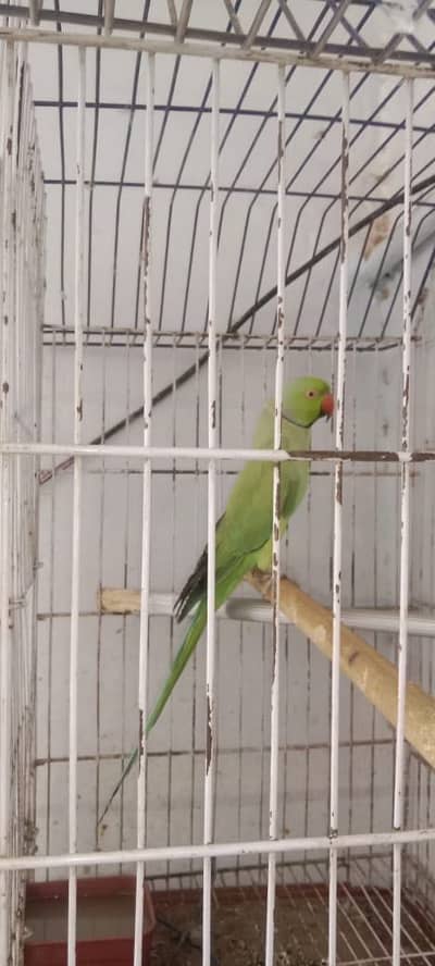 parrot with pinjraa