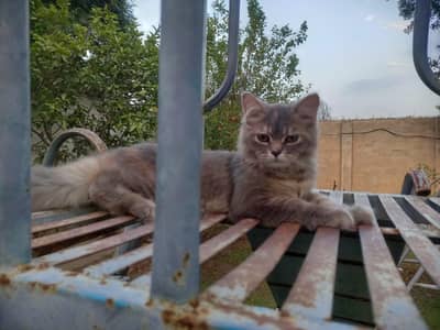 Persian cat