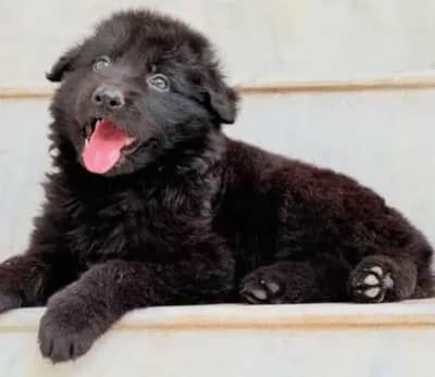 Black German Shaperd Female
