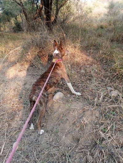 beautiful and strong dog