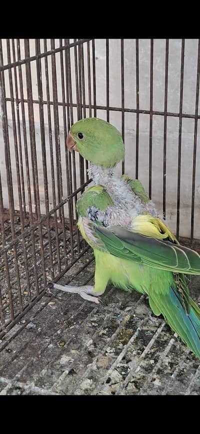 beautiful pets for house beauty