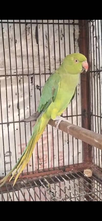 beautiful pets for house beauty