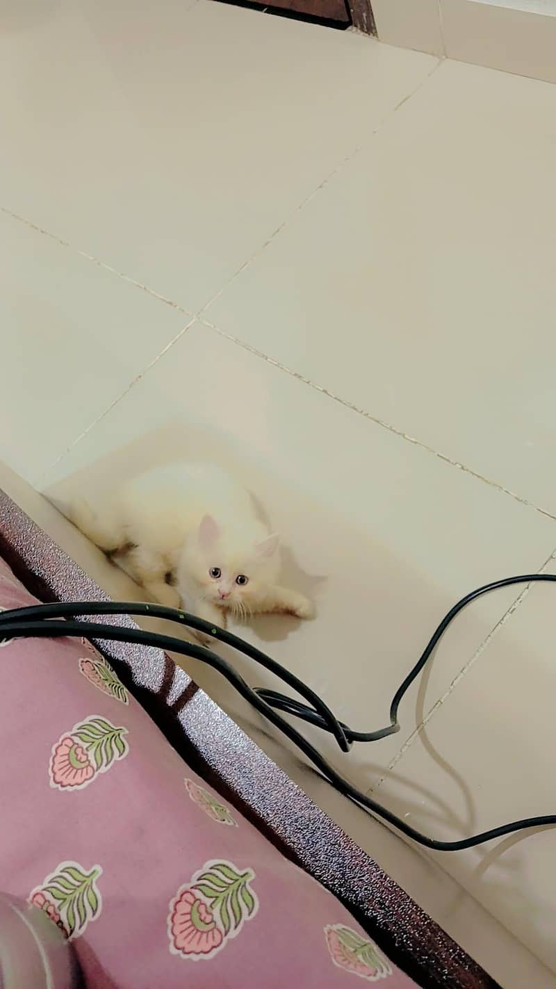 persion cat 5