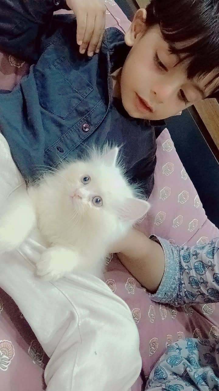 persion cat 7