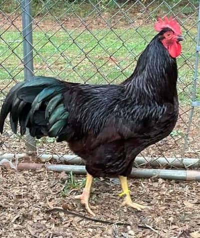 Heritage Rhode Island Reds (RIR) Chicks