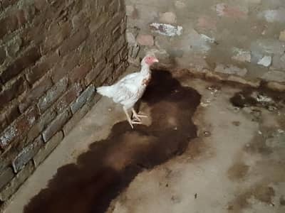 aseel amroha female full active and healthy