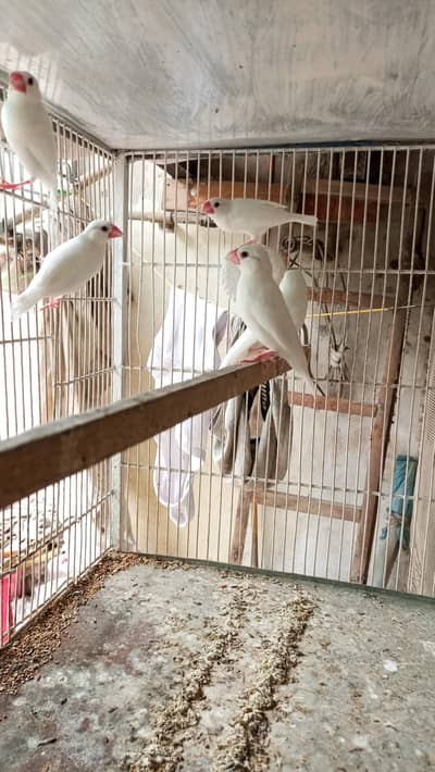 white java finch breeder pair