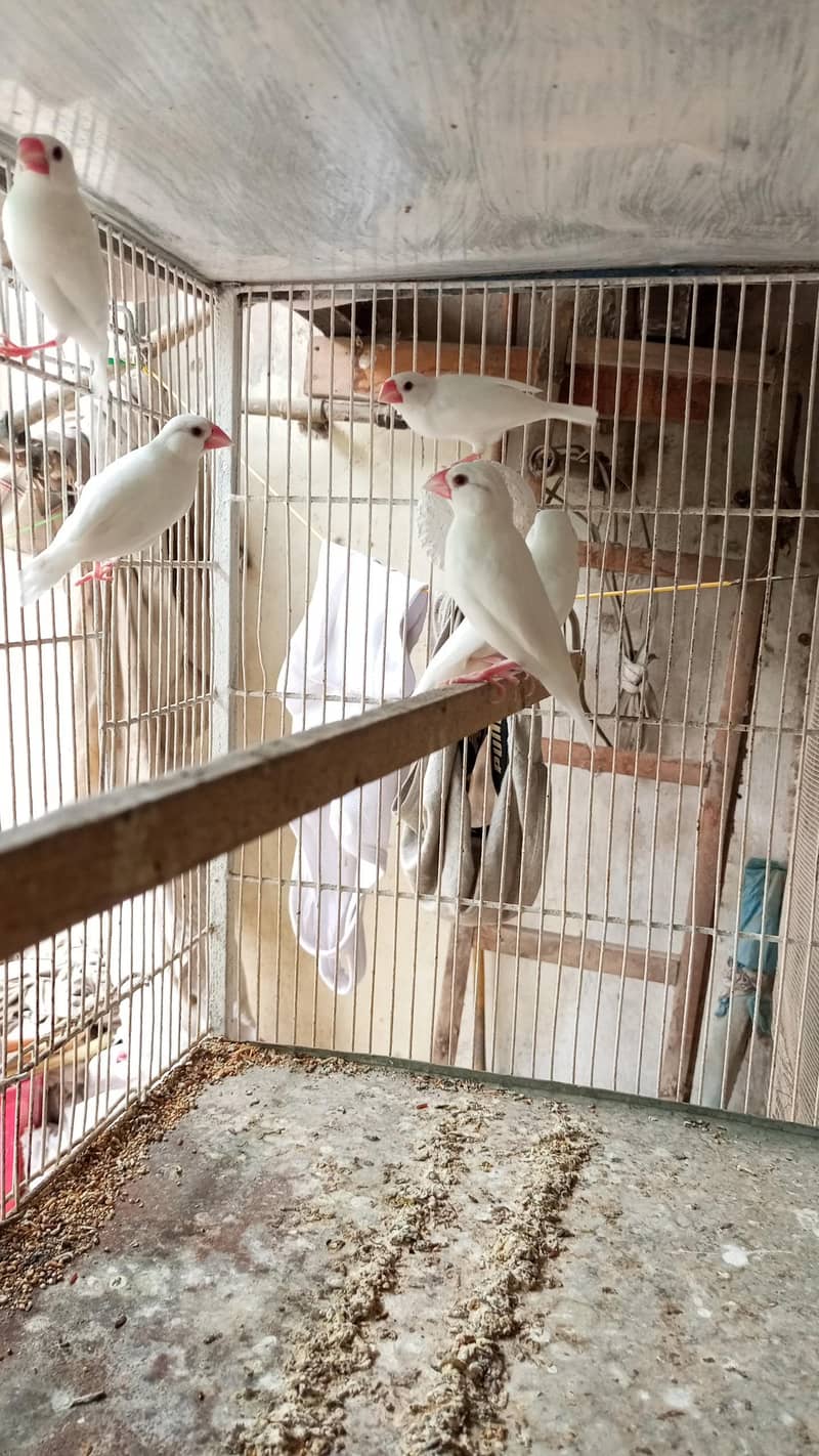 white java finch breeder pair 0