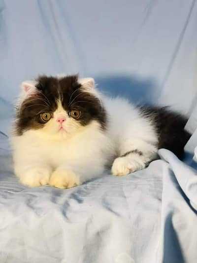 Persian cats My WhatsApp 03463968260 ///$#@&π÷√€£¢€§¥¢