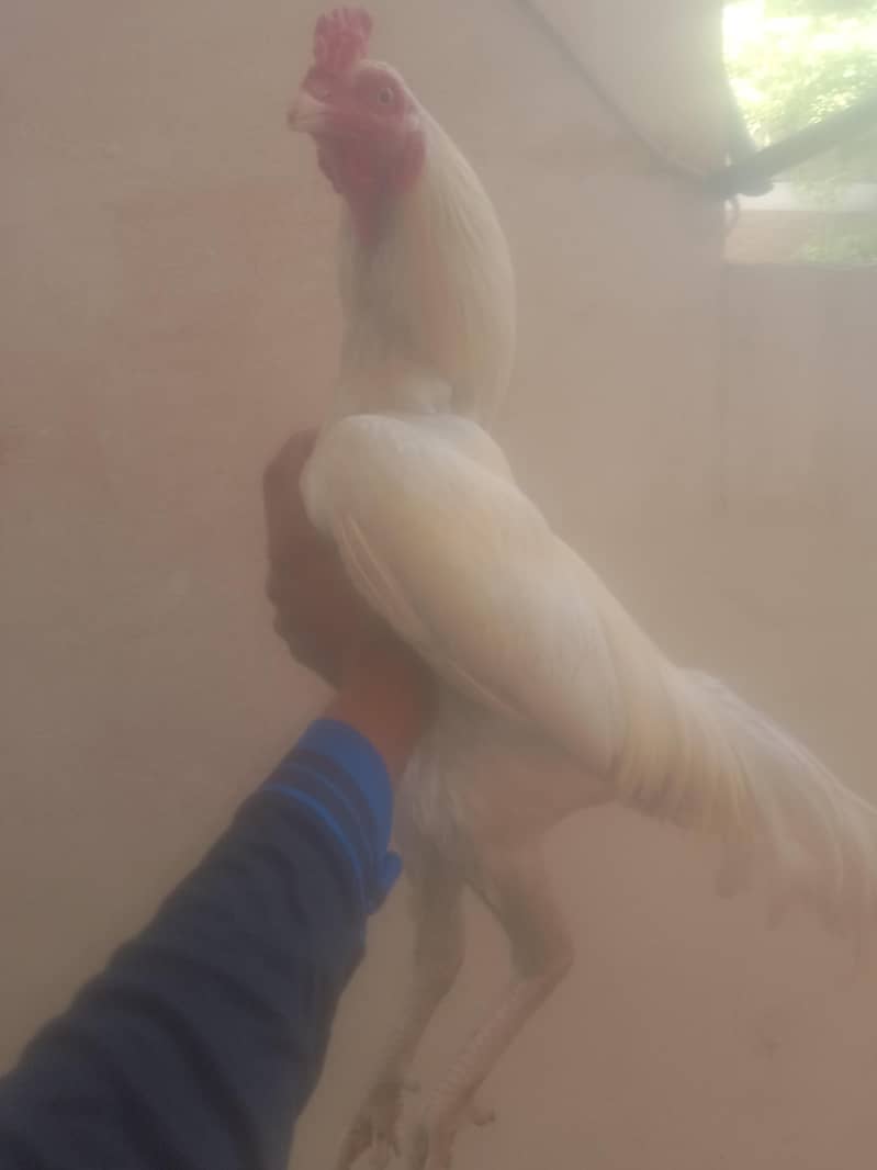 aseel 1