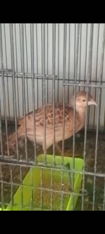 irani teetar breeder female for sale