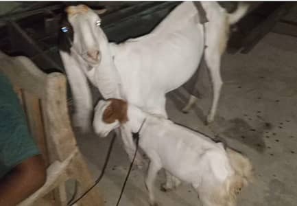 Healthy Female Goat with 2.5 Month Female Kid for Sale. .