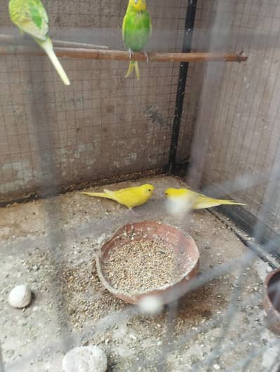 yellow king size pair