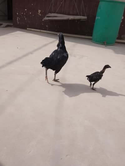 aseel hen and chick