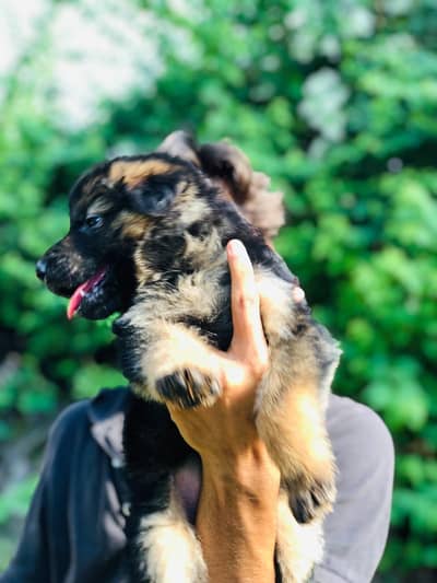Garman shepherd Long coat puppy Heavy born structure  0318/1631/993