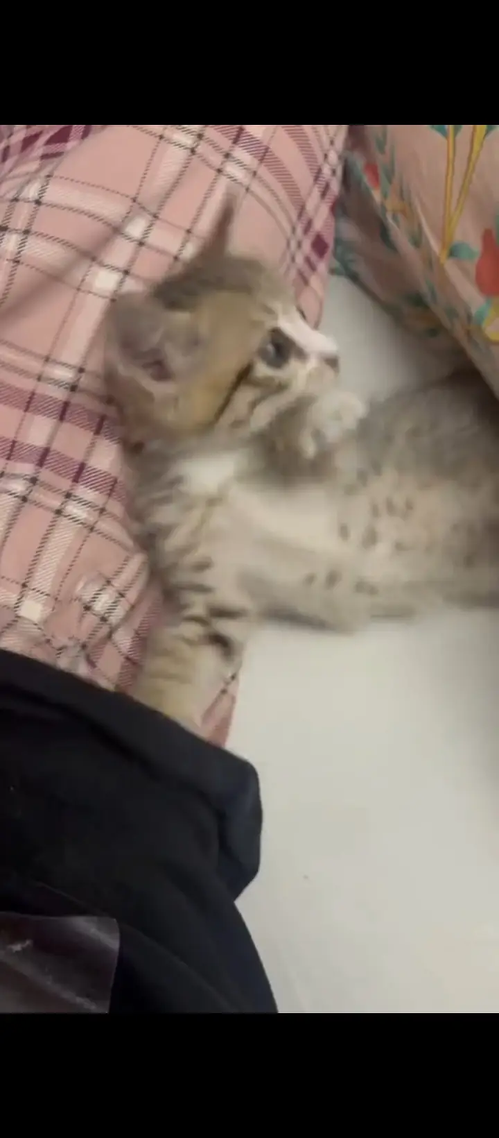 cute,playful,very active kitten — photo 4