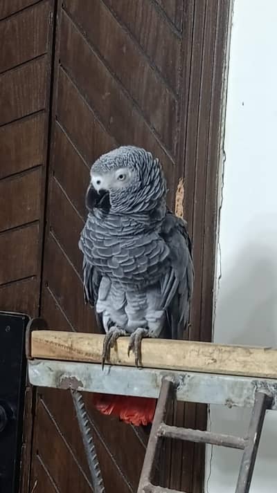 African Grey parrot