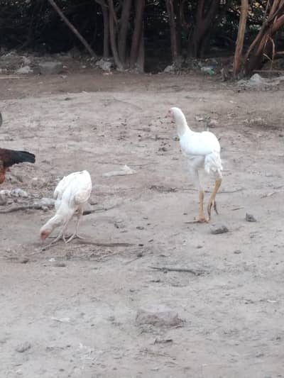 Pure Aseel Hens for sale