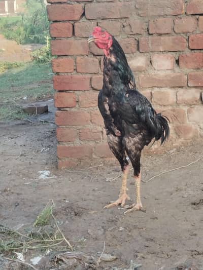 Pure Aseel Hens for sale