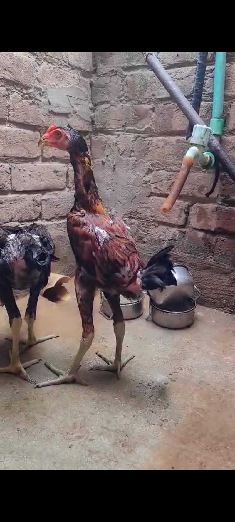 Burma+pamagon 2