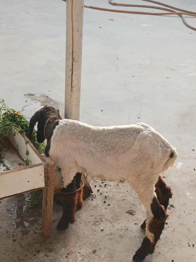 sheep