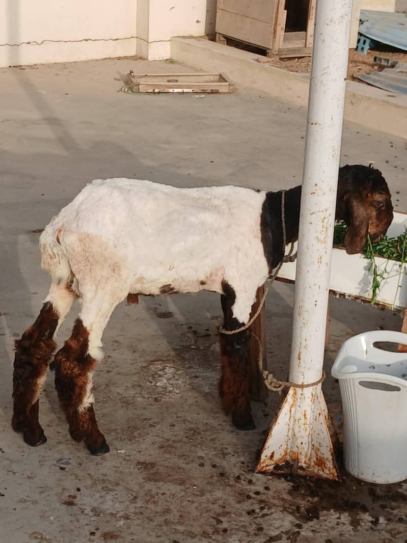 sheep 1
