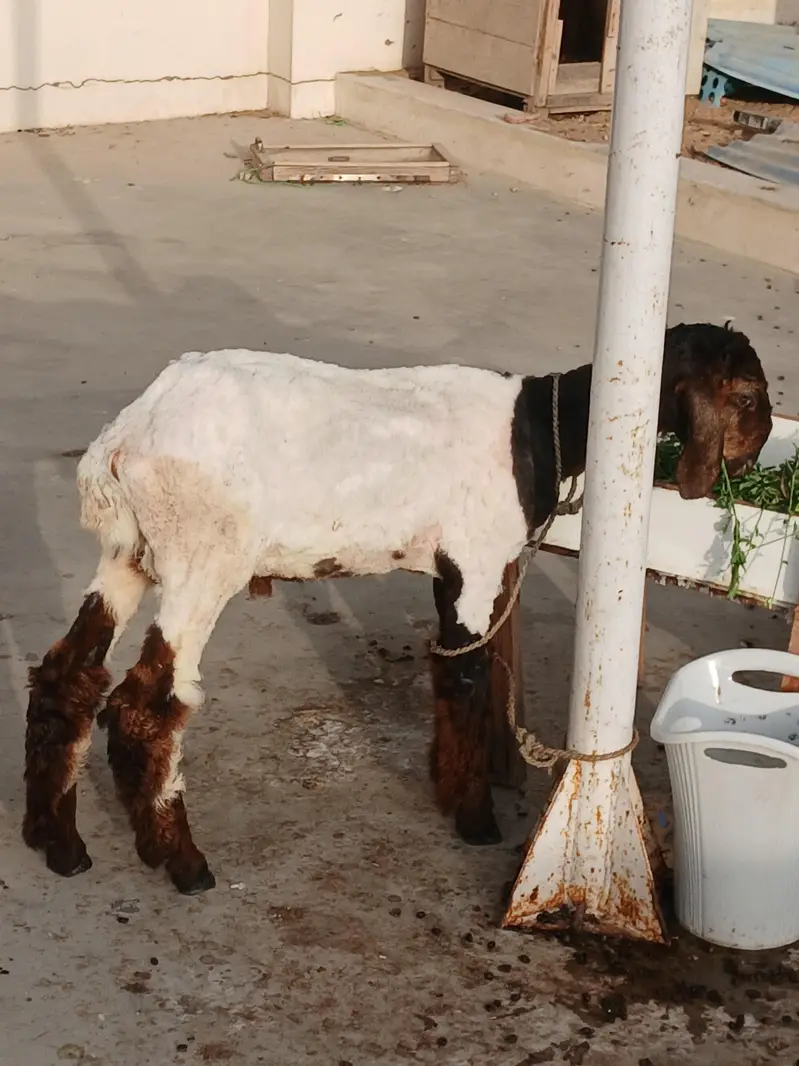 sheep — photo 2