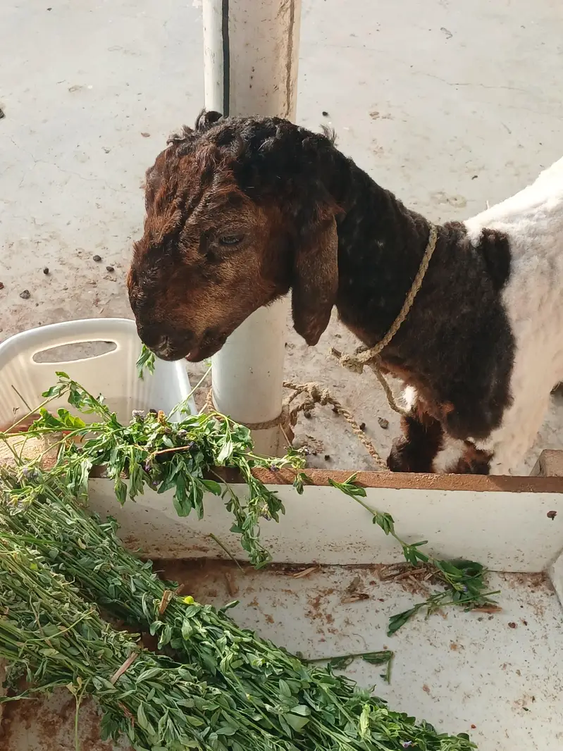 sheep — photo 3