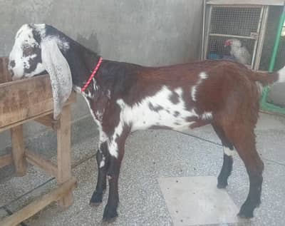 1 gulabi and 1 desi beetal mix bacha forsale in rwp,mohallahrajasultan