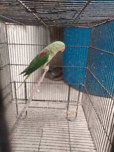 KASHMERI RAW BREEDER FEMALE ONLY