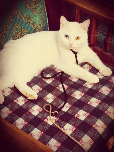 persian cat for sale