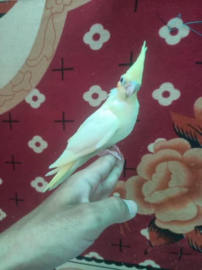 cockatiel