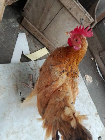 egg laying hens for sale