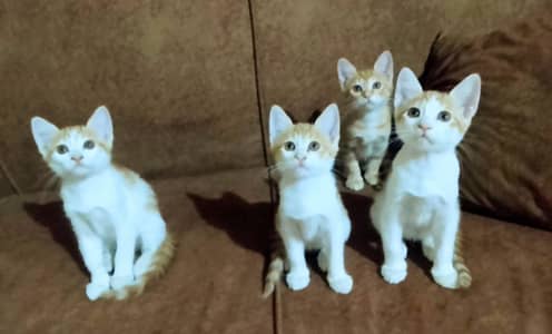 Playful Persian/Turkish Cross Kittens