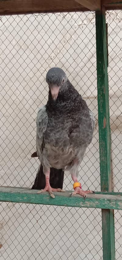 KABOOTAR K BACHY FOR SALE