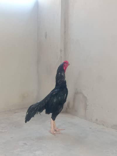 Lassani mushka