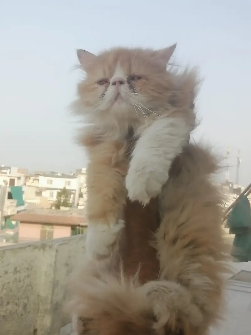 Extreme Punch Face